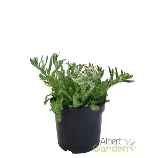 Cickafark 'Achillea Desert eve Yellow'
