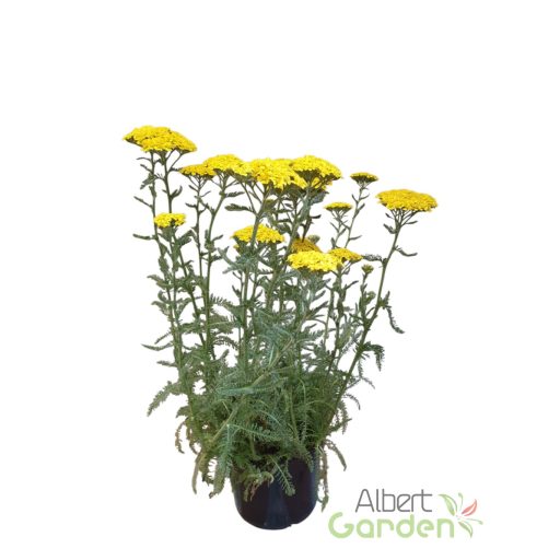 Cickafark 'Achillea Desert eve Yellow'