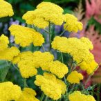 Cickafark 'Achillea Filipendulina Moonshine'