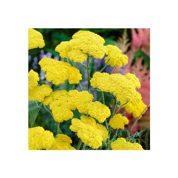 Cickafark 'Achillea Filipendulina Moonshine'