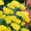 Cickafark 'Achillea Filipendulina Moonshine'