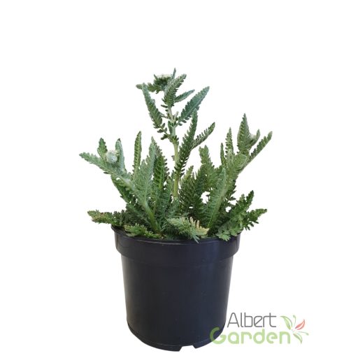 Cickafark 'Achillea Filipendulina Moonshine'