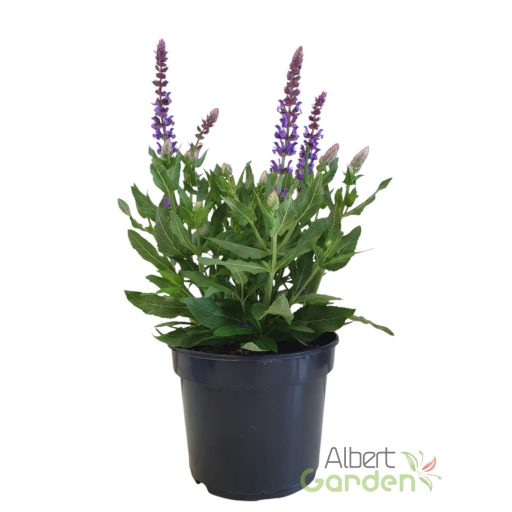 Dízszsálya 'salvia Apex Blue'