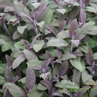 Zsálya 'officinalis purpurascens'