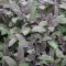 Zsálya 'officinalis purpurascens'