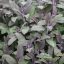 Zsálya 'officinalis purpurascens'