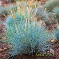 Kék deres csenkesz 'Festuca Glauca Elijah Blue'
