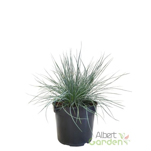 Kék deres csenkesz 'Festuca Glauca Elijah Blue'