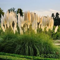   Ezüstös pampafű Cortaderia selloana 'White Feather'