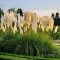 Ezüstös pampafű Cortaderia selloana 'White Feather'