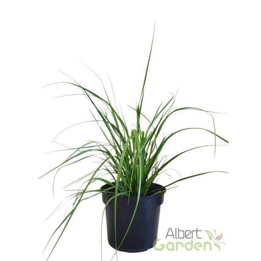Ezüstös pampafű Cortaderia selloana 'White Feather'