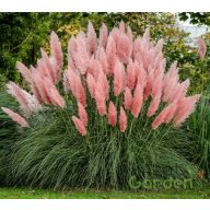 Pampafű Cortaderia selloana 'Pink Feather'