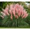 Pampafű Cortaderia selloana 'Pink Feather'