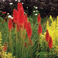 Fáklyaliliom / Kniphofia red hot popsicle