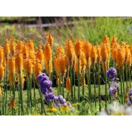 Fáklyaliliom / Kniphofia mango popsicle