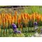 Fáklyaliliom / Kniphofia mango popsicle