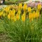 Fáklyaliliom / kniphofia solar flare.