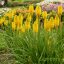Fáklyaliliom / kniphofia solar flare.