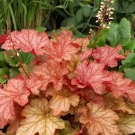 Tűzeső 'Heuchera Paprika'