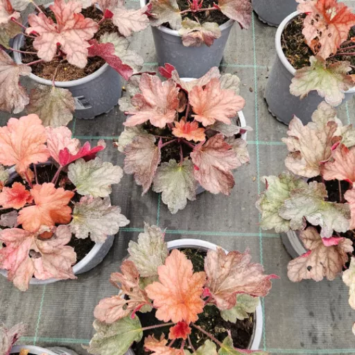 Tűzeső 'Heuchera Paprika'