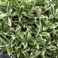 Kúszó Kecskerágó 'Euonymus fortunei Alba'