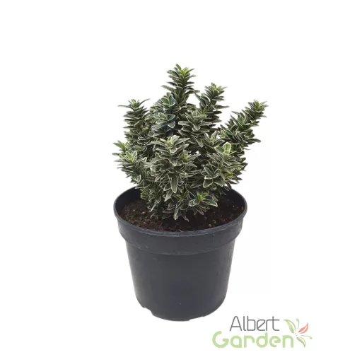 Kúszó Kecskerágó 'Euonymus fortunei Alba'
