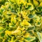 Kúszó Kecskerágó 'Euonymus Fortunei Aureum'
