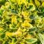 Kúszó Kecskerágó 'Euonymus Fortunei Aureum'