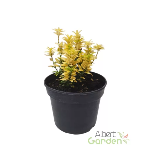 Kúszó Kecskerágó 'Euonymus Fortunei Aureum'