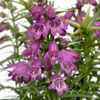 Bugatölcsér 'Penstemon Harlequin Violet'