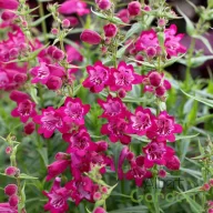 Magenta-bíbor bugatölcsér Penstemon Harlequin Magenta évelő kerti virág, tömött sötétrózsaszín-bíbor tölcsérvirágok bőségesen