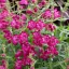 Magenta-bíbor bugatölcsér Penstemon Harlequin Magenta évelő kerti virág, tömött sötétrózsaszín-bíbor tölcsérvirágok bőségesen