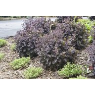 Varjúháj 'Sedum Rock'n Grow Black in black'