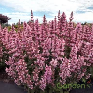 Halvány rózsaszín izsópfű Agastache Pink Pearl évelő kerti virág, tömegesen virágzó halványrózsaszín tüskés füzérekkel díszkertben