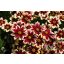 Menyecskeszem 'Coreopsis Ruby Frost'