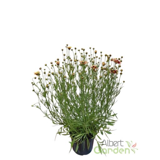 Menyecskeszem 'Coreopsis Ruby Frost'