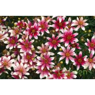 Menyecskeszem ' coreopsis sunstar rose'
