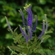 Macskafarkú Veronika 'Veronica Spicata Christa'