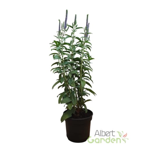 Macskafarkú Veronika 'Veronica Spicata Christa'
