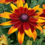 Kúpvirág 'Rudbeckia Sunbeckia Mia'