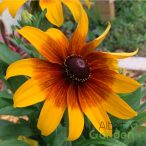 Kúpvirág 'Rudbeckia Sunbeckia Sara'