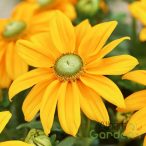 Kúpvirág 'Rudbeckia Sunbeckia Ophelia '