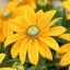 Kúpvirág 'Rudbeckia Sunbeckia Ophelia '
