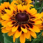 Kúpvirág 'Rudbeckia Sunbeckia Giggling Smiley'