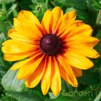 Kúpvirág 'Rudbeckia Sunbeckia Carolina'