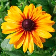 Kúpvirág 'Rudbeckia Sunbeckia Carolina'