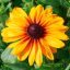 Kúpvirág 'Rudbeckia Sunbeckia Carolina'