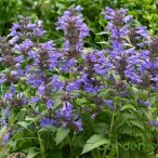 Macskamenta 'Nepeta Hybride Sylvester'