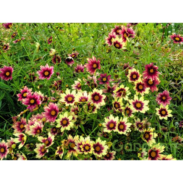 Menyecskeszem 'Coreopsis Redshift'