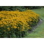 Pompás Kúpvirág 'Rudbeckia Fulgida Goldsturm'
